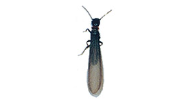 羽蟻のヤマトシロアリ